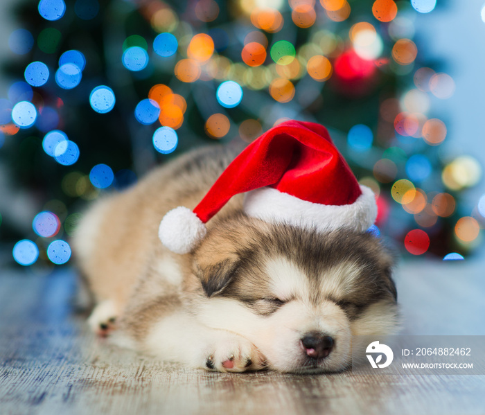 圣诞树背景上的瞌睡小狗