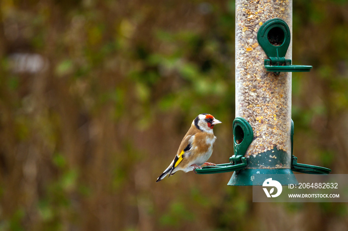 欧洲金翅雀（Carduelis Carduelis）坐在装满混合种子的筒仓喂鸟器上。