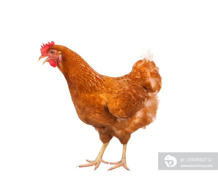 全身褐鸡，母鸡站立，隔离白色背景，用于农场动物和牲畜