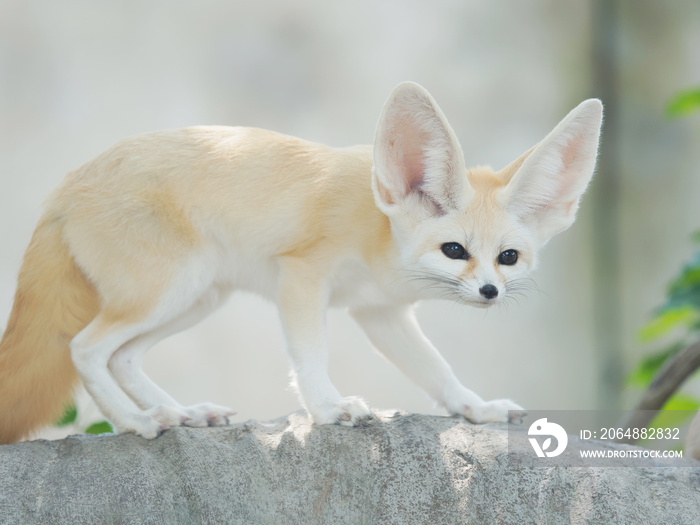 fennec狐狸，沙漠狐狸，或Vulpes Zerda，警觉美丽的小动物。