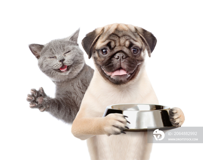 快乐的猫和饥饿的小狗，拿着一个空碗。被隔离在白色背景上
