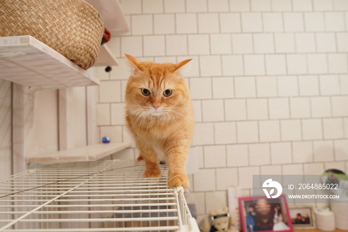 キャットウォークで遊ぶ猫（マンチカン）