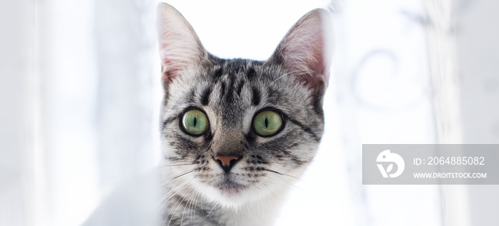 Portrait of Egyptian cat Mau kitten on white. Grey color of hair and green eyes.