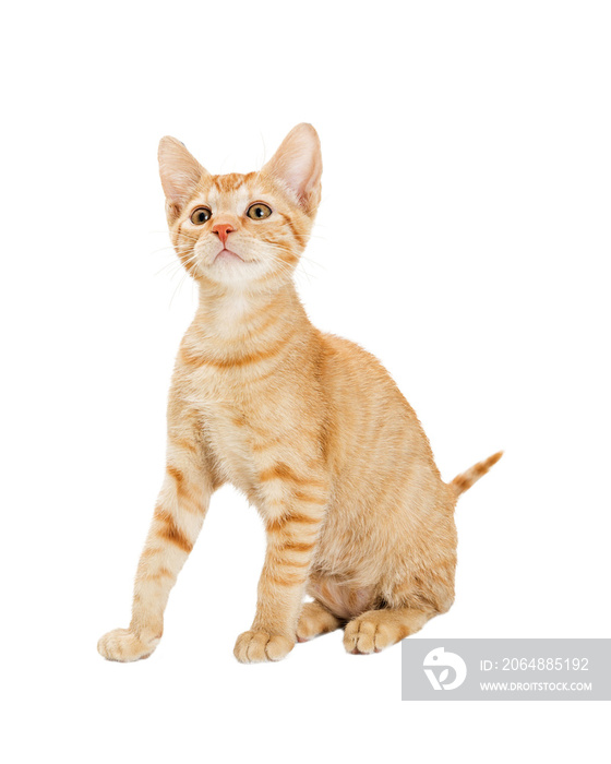 可爱的年轻橙色条纹斑猫