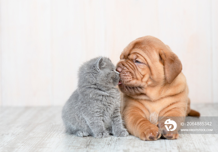 Cute puppy licking kitten on the floor at home