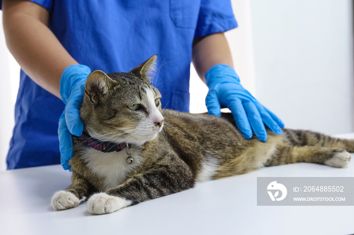 兽医诊所检查台上的猫。兽医护理。兽医和猫。