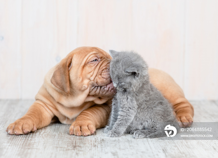 Mastiff puppy kissing kitten on the floor at home