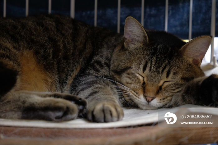 ねこ　寝てる　動物　猫　癒やし　SNS　広告　素材