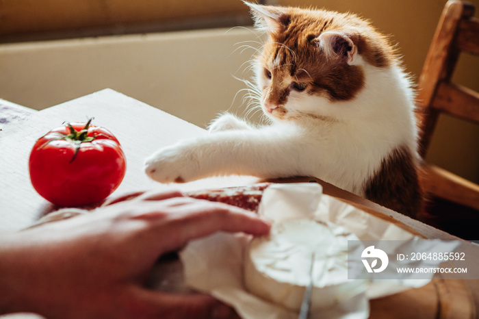 The cat helps to cook a delicious dinner with cheese, salami and tomatoes