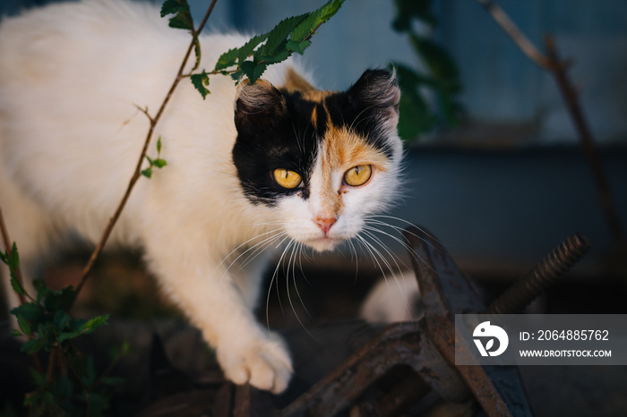 Beautiful tricolor homeless cat with bright yellow eyes. Lives on the street