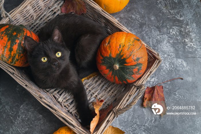 灰色水泥背景下柳条篮里的绿眼睛黑猫和橙色南瓜，带着秋天的呐喊