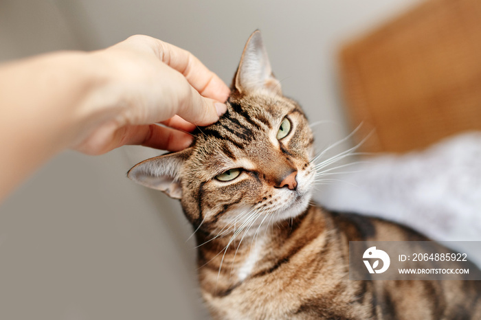 男人和女人用手抚摸抚摸的虎斑猫。主人和家养猫科动物宠物的关系