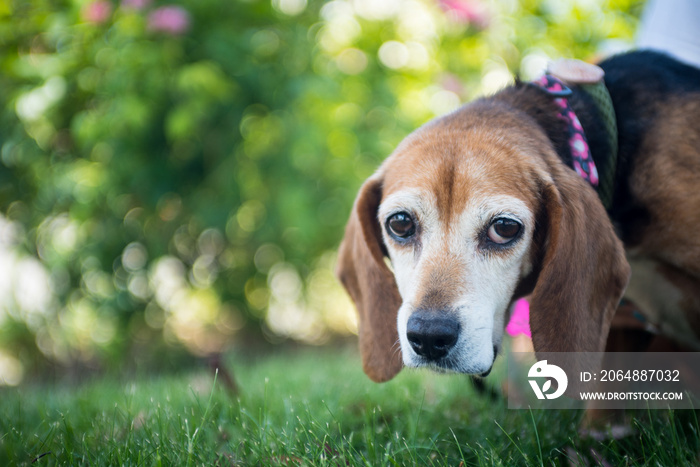 一只老比格猎犬的画像，外面的草地上有一双悲伤的眼睛。
