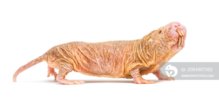 Side view of a Naked Mole-rat, hairless rat, isolated on wihte