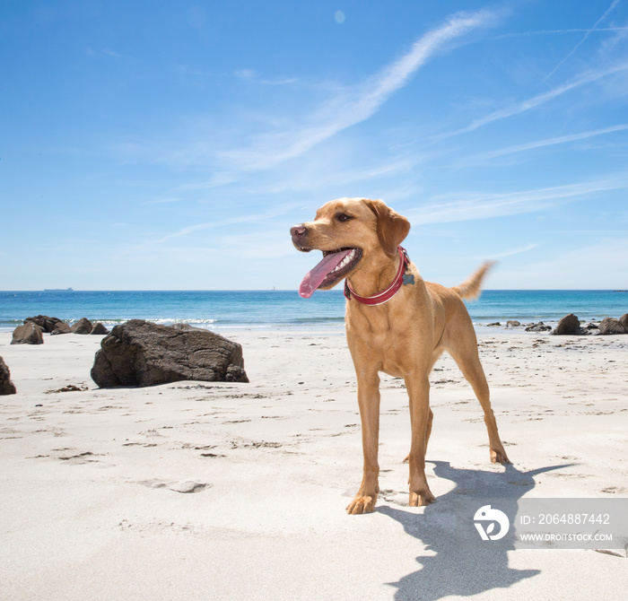 一只快乐健康的宠物拉布拉多寻回犬站在康沃尔郡的白色沙滩上相扑