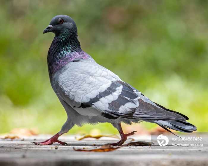 Close up head shot of beautiful speed racing pigeon bird, Rock dove or common pigeon bird on ground