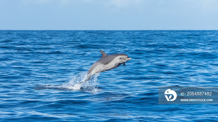 泛热带斑点海豚，海豚在蓝色海洋中跳跃