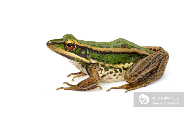 白色背景下的稻田绿蛙或绿稻田蛙（红蛙）的图像。两栖动物