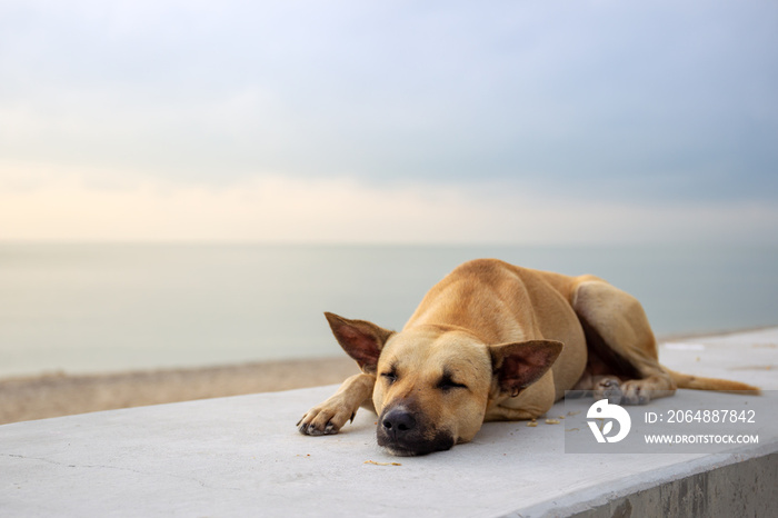 Stray dog sleeping at the beach while the sun rise.