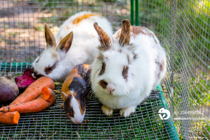 White fluffy rabbits and guinea pig eat carrots_