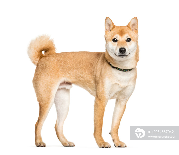 白色背景前的Shiba Inu