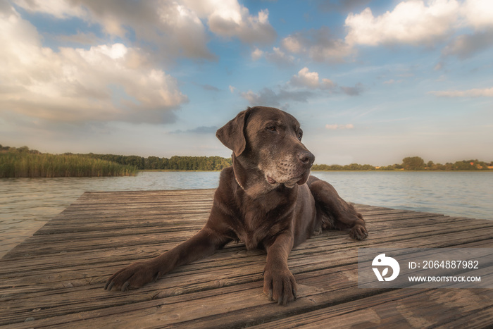 一只美丽但年长的拉布拉多犬悠闲地躺在背景优美的码头上。概念：动物