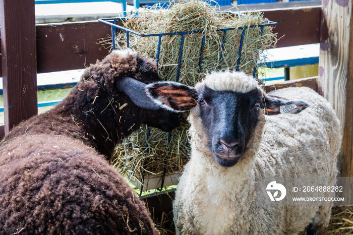 萨福克郡集市上的一只名叫Ovis aries的绵羊，有着白色的皮毛和黑色的脸。