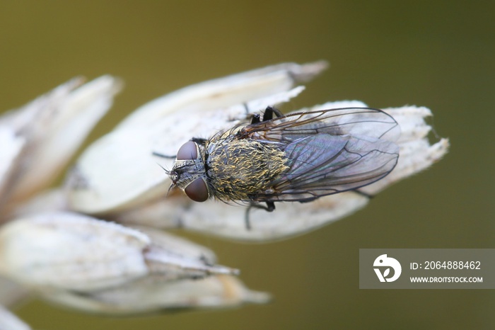 簇蝇，也称阁楼蝇，（Pollenia sp）