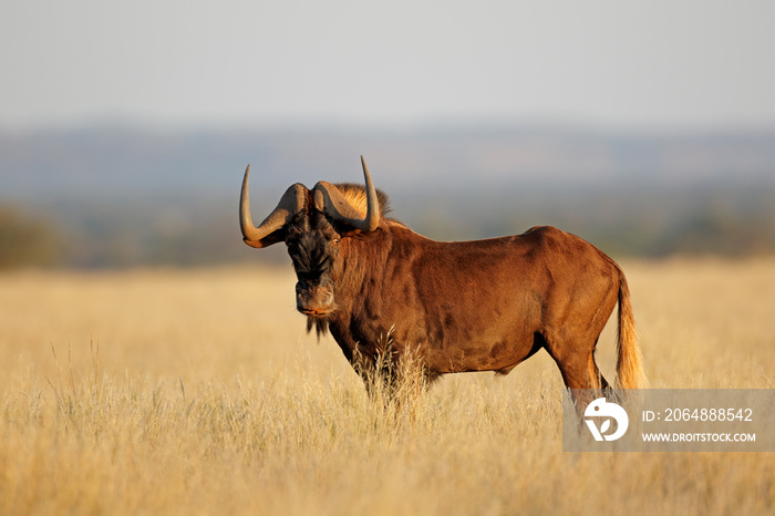 南非莫卡拉国家公园开阔草原上的一只黑色角马（Connochaetes gnou）。