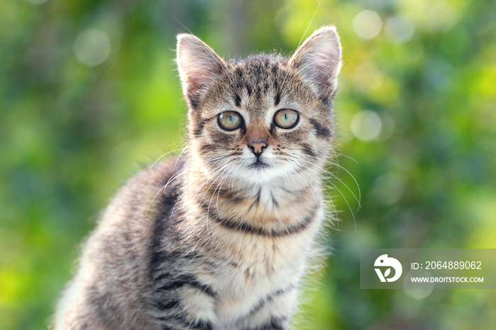 绿草背景下好奇的小猫，模糊的小猫肖像