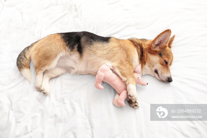 Cute dog with toy lying on bed