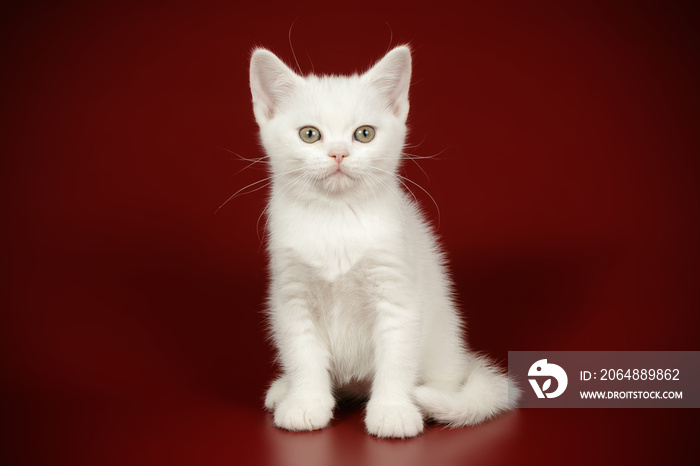 American shorthair cat on colored backgrounds