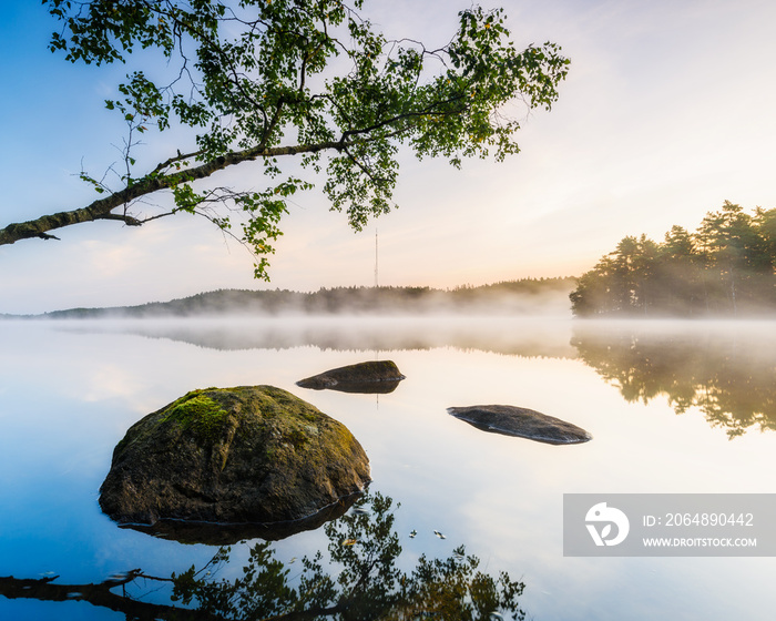 Tree and stones at misty lake