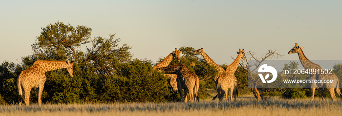 South African giraffe or Cape giraffe (Giraffa camelopardalis giraffa) herd. Kalahari, South Africa