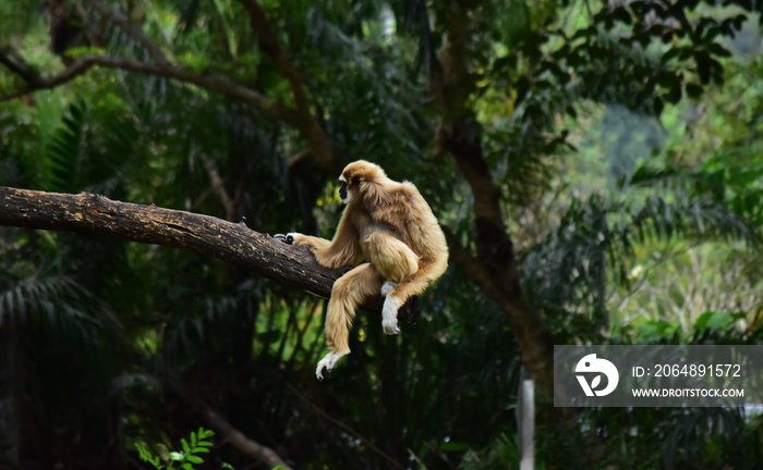 gibbon Climbing branches in a beautiful nature