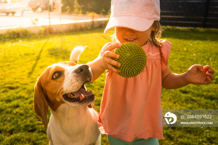 Young 12-18 months caucasian baby girl playing with beagle dog in garden.