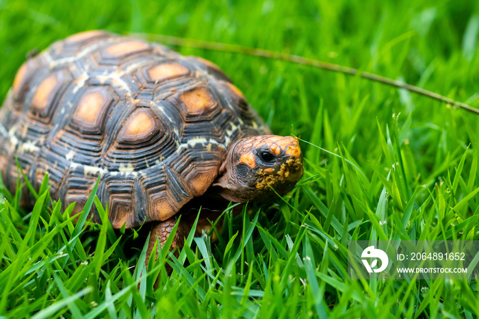 turtle on green grass