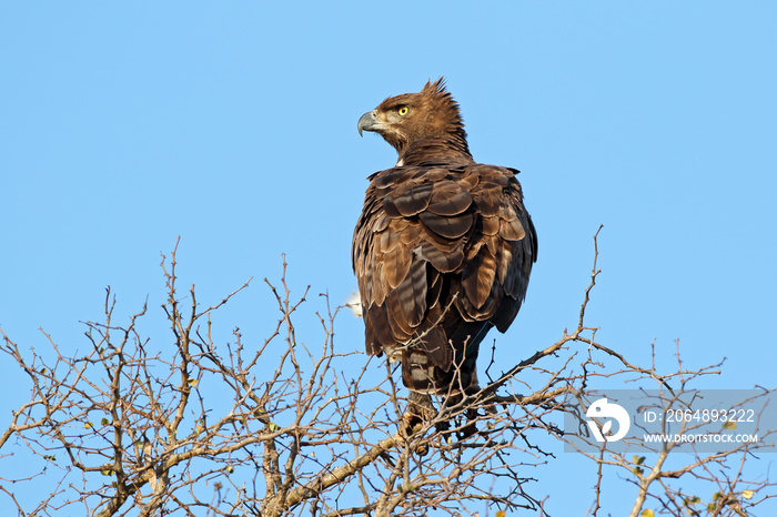 南非克鲁格国家公园，一只栖息在树上的战鹰（Polemaetus bellicosus）。