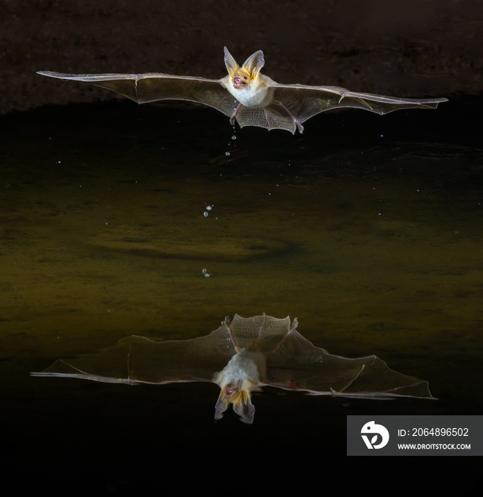 飞行中的心肌炎蝙蝠在下面的水中反射