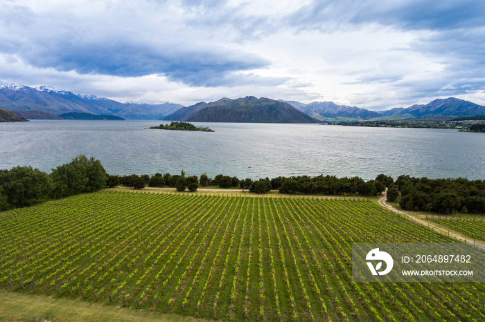 Vineyard at Lake Wanaka, New Zealand