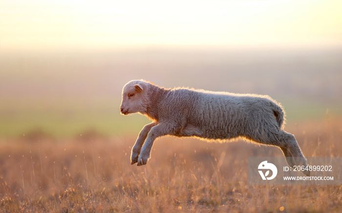 春天在田野上奔跑的可爱羔羊