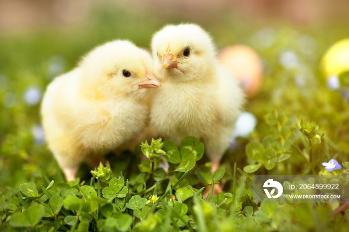 Easter eggs and chickens on green grass