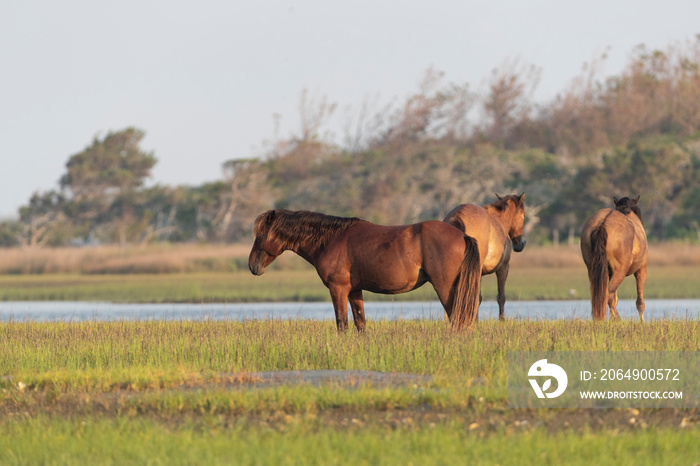 Wild Horses on the Rachel Carson Reserve of the Coast near Beaufort, North Carolina