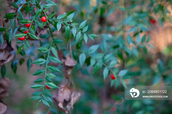 俄罗斯天然气公司（Ruscus acuretus L.）