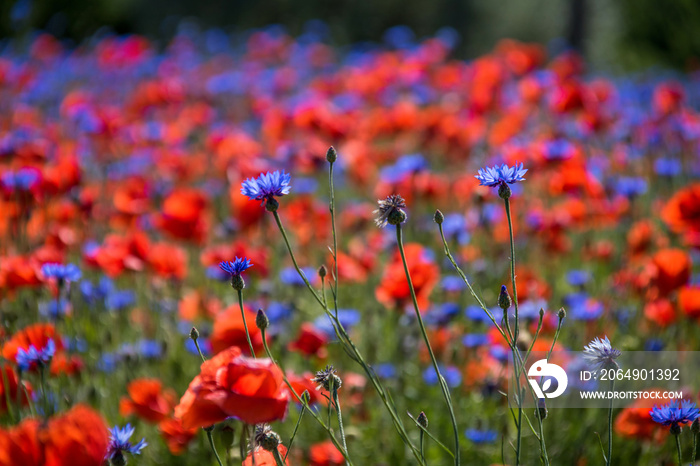 Klatschmohn (Papaver rhoes)