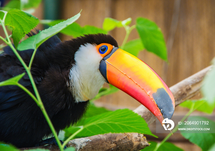 South american mlticolored toco toucan adult bird (Ramphastos toco) close up.