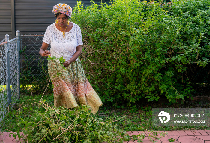 女人在自家后院采摘草药