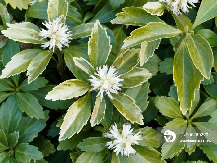 Pachysandra terminalis | Pachyssandre du Japon à feuilles panachées et fleurs blanches