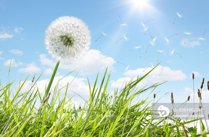 Schöne Pusteblume