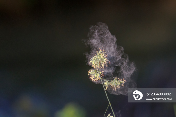 Pollen detaches itself from a blade of grass